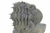 Enrolled Spiny Drotops Armatus Trilobite - Mrakib, Morocco #241160-1